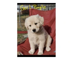 Anatolian Pyrenees mix puppies for sale - 3