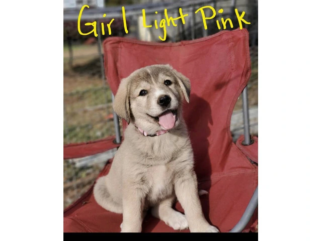 Anatolian Pyrenees mix puppies for sale - 4/12