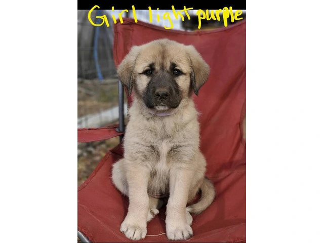 Anatolian Pyrenees mix puppies for sale - 5/12