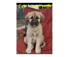 Anatolian Pyrenees mix puppies for sale - 5