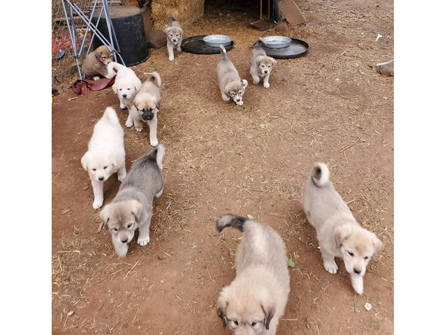 Anatolian Pyrenees mix puppies for sale - 6/12