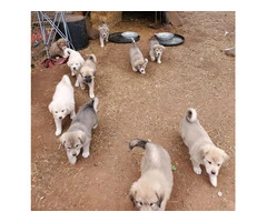 Anatolian Pyrenees mix puppies for sale - 6