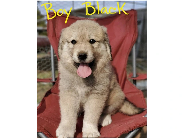 Anatolian Pyrenees mix puppies for sale - 7/12