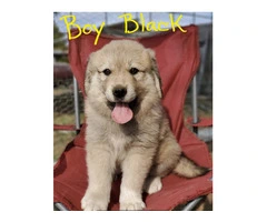 Anatolian Pyrenees mix puppies for sale - 7
