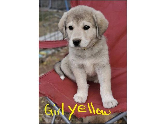 Anatolian Pyrenees mix puppies for sale - 8/12