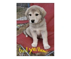 Anatolian Pyrenees mix puppies for sale - 8