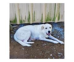 Anatolian Pyrenees mix puppies for sale - 9