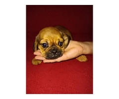 5 pug/cavalier puppies for sale