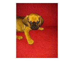 5 pug/cavalier puppies for sale - 2