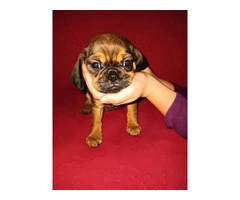 5 pug/cavalier puppies for sale - 3
