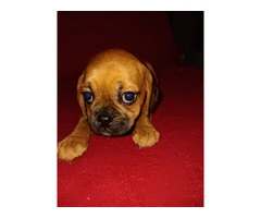 5 pug/cavalier puppies for sale - 4