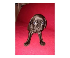 5 pug/cavalier puppies for sale - 5