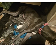 Pure Bred Great Dane puppies for sale - 2