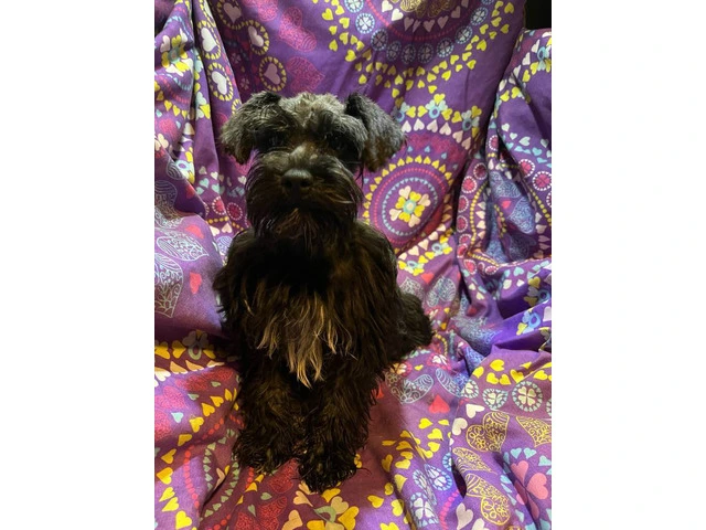 2 schnoodle puppies for sale - 2/2