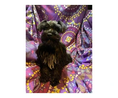 2 schnoodle puppies for sale - 2