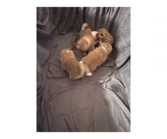 Purebred Japanese Akita puppies - 4