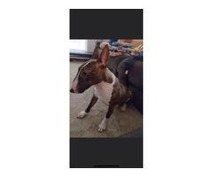 Bull Terrier puppies for sale - 7
