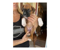 9 week old pure breed Boxer pups