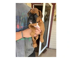 9 week old pure breed Boxer pups - 2