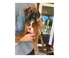 9 week old pure breed Boxer pups - 3