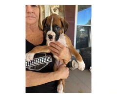 9 week old pure breed Boxer pups - 4