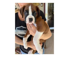9 week old pure breed Boxer pups - 5