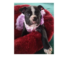 2 Boston Terrier puppies for sale