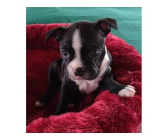 2 Boston Terrier puppies for sale - 2