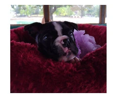2 Boston Terrier puppies for sale - 4