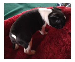 2 Boston Terrier puppies for sale - 6