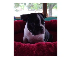2 Boston Terrier puppies for sale - 7