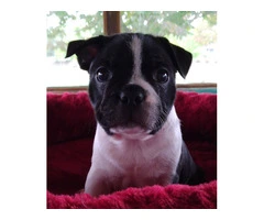 2 Boston Terrier puppies for sale - 9