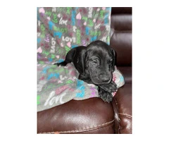 Purebred mantle Great Dane puppies for sale - 2