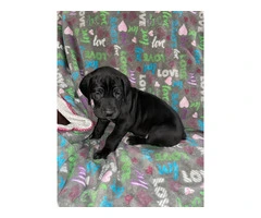 Purebred mantle Great Dane puppies for sale - 3