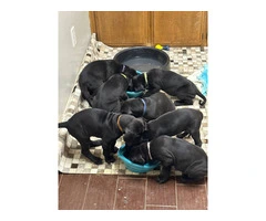 Purebred mantle Great Dane puppies for sale - 5