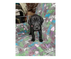 Purebred mantle Great Dane puppies for sale - 8