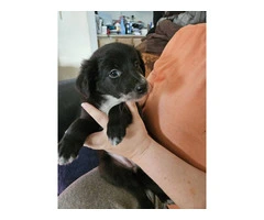 Chocolate/white and black/white Border Collie puppies - 2