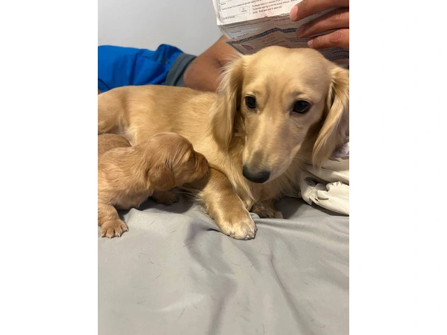 3 mini Doxie puppies for sale - 4/12