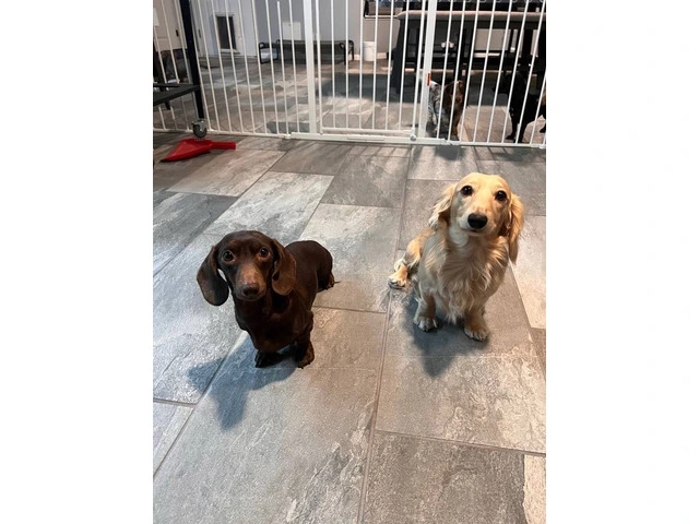 3 mini Doxie puppies for sale - 5/12