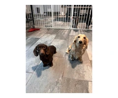 3 mini Doxie puppies for sale - 5