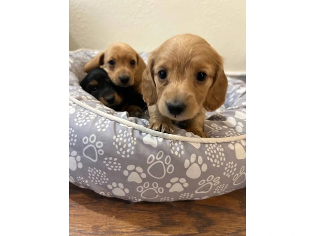 3 mini Doxie puppies for sale - 6/12