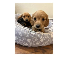 3 mini Doxie puppies for sale - 6
