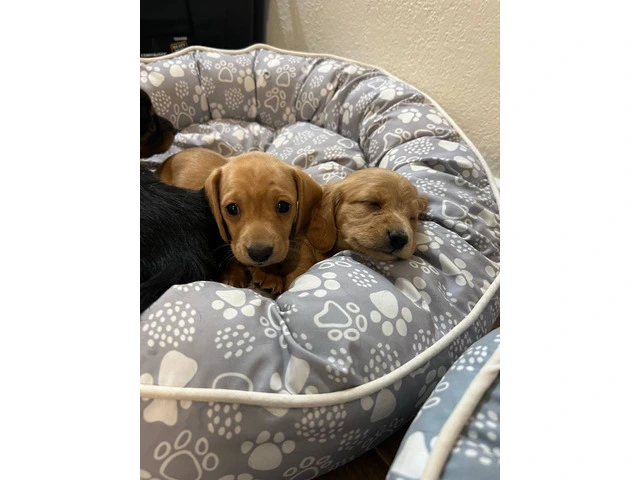 3 mini Doxie puppies for sale - 8/12