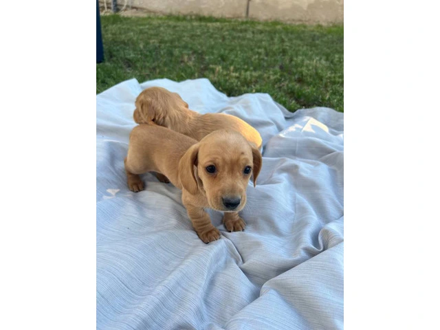 3 mini Doxie puppies for sale - 9/12