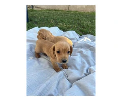 3 mini Doxie puppies for sale - 9