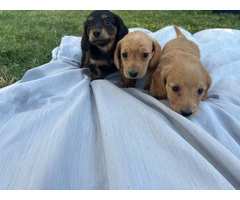 3 mini Doxie puppies for sale - 10