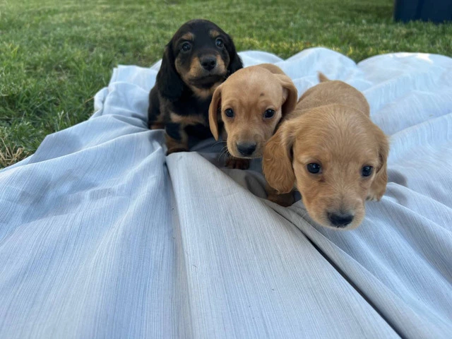 3 mini Doxie puppies for sale - 11/12