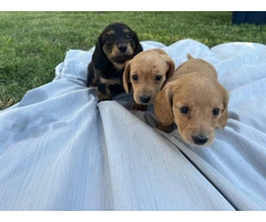 3 mini Doxie puppies for sale - 11