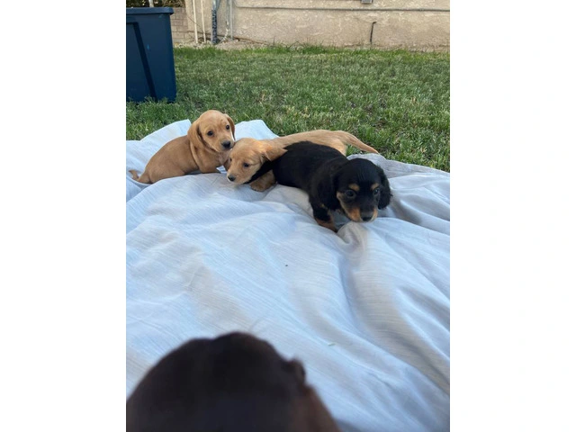 3 mini Doxie puppies for sale - 12/12