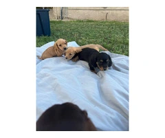3 mini Doxie puppies for sale - 12